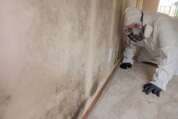 Best Biohazard Mold Removal  in Hodgenville, KY